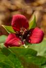 USA, Vermont, Morrisville. Jopson Lane, between winter and early spring, red trillium in the forest Art Print